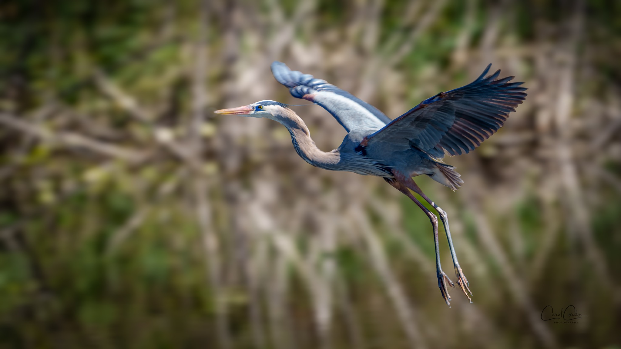 Great blue Heron